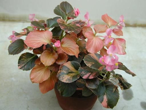 B. ‘Yuyake’